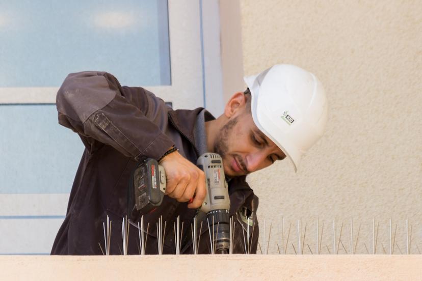 Dépigeonnage 101 : comment protéger votre bâtiment des pigeons